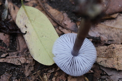 Mycena pura