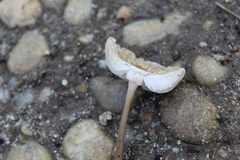 Marasmius wynneae