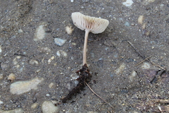 Marasmius wynneae
