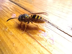 Vespula germanica