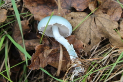 Stropharia aeruginosa