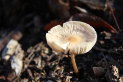 Marasmius wynneae