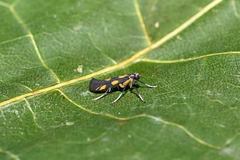 Euspilapteryx auroguttella