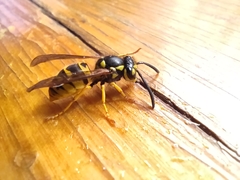 Vespula germanica