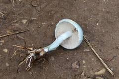 Stropharia aeruginosa