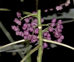 Dendrocnide moroides