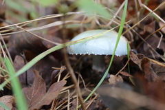 Stropharia aeruginosa