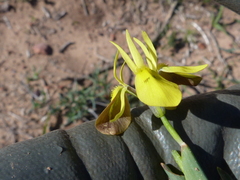 Moraea ciliata