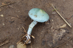 Stropharia aeruginosa