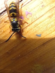 Vespula germanica