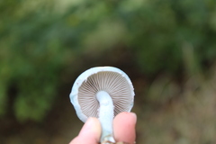 Stropharia aeruginosa
