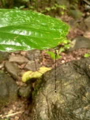 Protosticta gravelyi