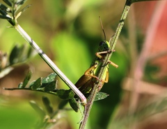 Micropodisma salamandra