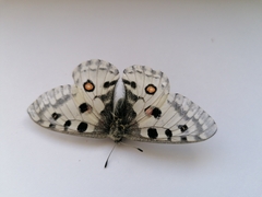 Parnassius nomion