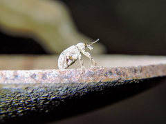 Phelypera distigma