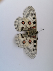 Parnassius nomion
