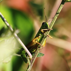 Micropodisma salamandra