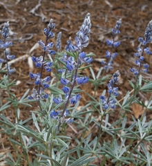 Lupinus meionanthus