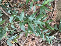 Coptosapelta diffusa