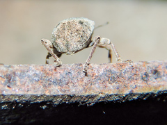 Phelypera distigma