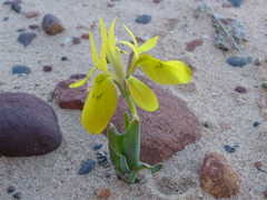 Moraea ciliata
