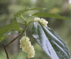 Dendrocnide photiniiphylla