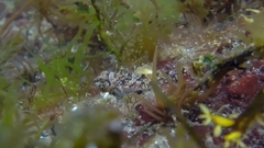 Artedius harringtoni