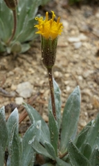 Raillardella argentea