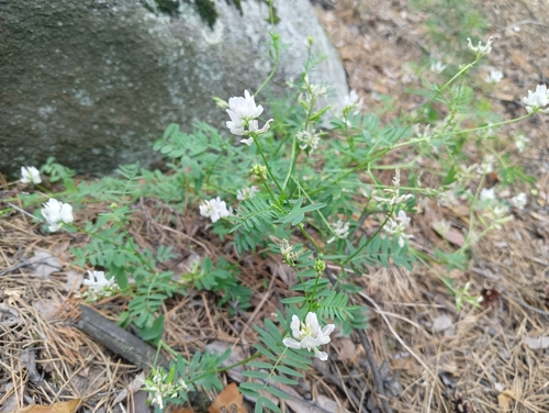 Astragalus clerceanus, photograph 5