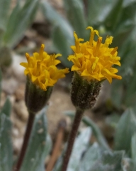 Raillardella argentea