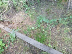 Astragalus clerceanus