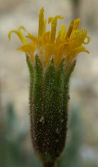 Raillardella argentea