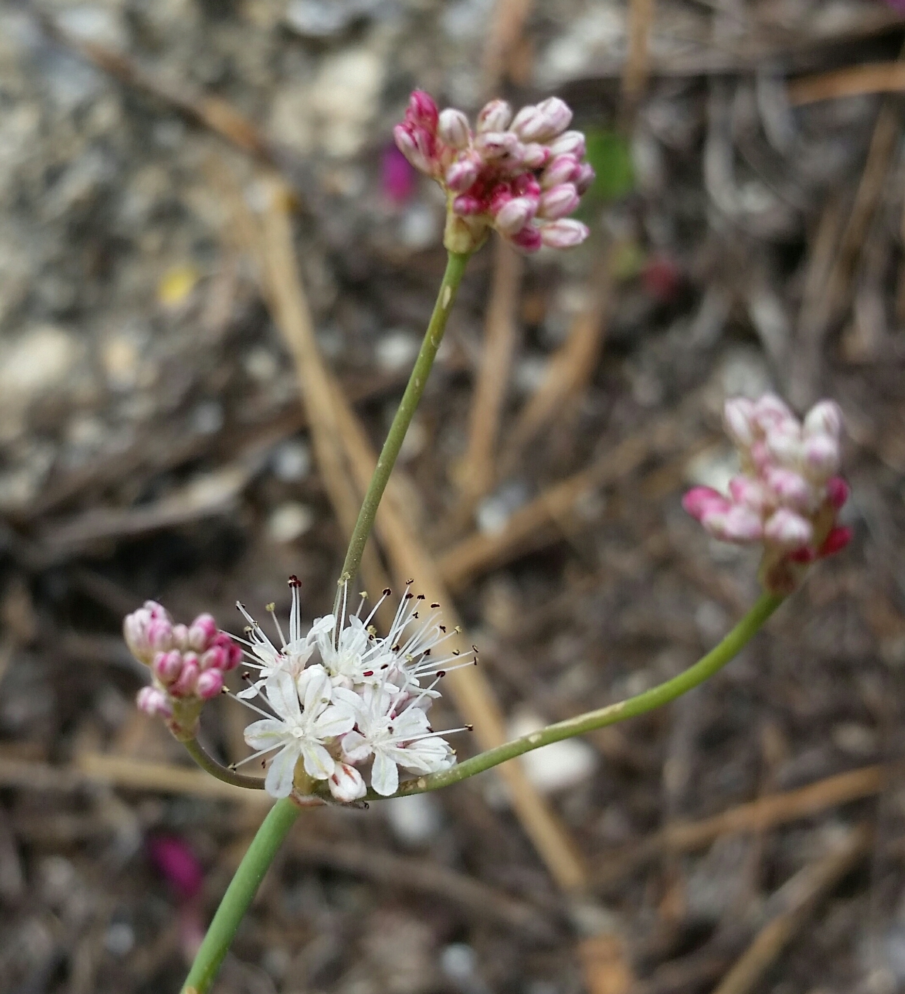Eriogonum nudum var. deductum