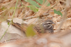 Emberiza striolata