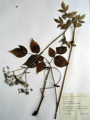 Ostericum sieboldii