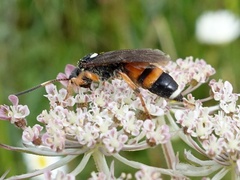 Ichneumon sarcitorius