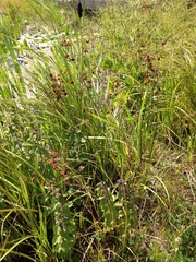 Juncus ensifolius