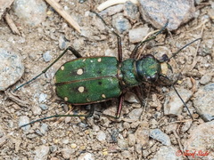 Cicindela campestris