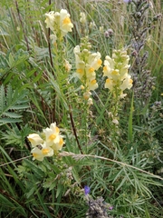 Linaria vulgaris