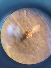 Diptera