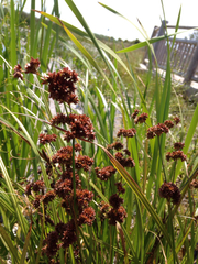 Juncus ensifolius