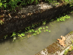 Nymphoides hydrophylla