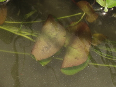 Nymphoides hydrophylla