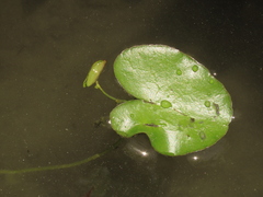 Nymphoides hydrophylla
