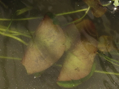 Nymphoides hydrophylla