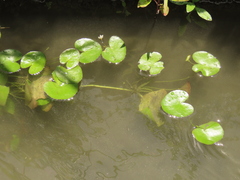Nymphoides hydrophylla