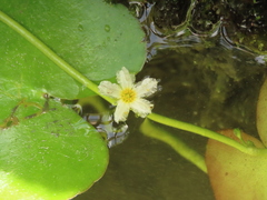 Nymphoides hydrophylla