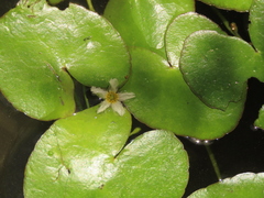 Nymphoides hydrophylla