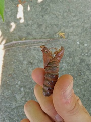 Cossus cossus