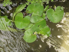 Nymphoides hydrophylla